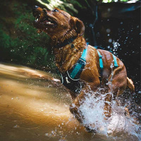 Ruffwear Sicherheitsgeschirr Flagline Basalt Gray grau XXS