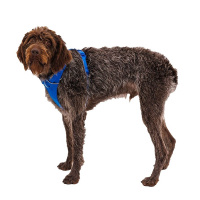 Ruffwear Front Range Brustgeschirr Blue Pool Blau S
