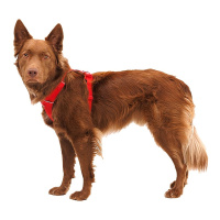 Ruffwear Front Range Brustgeschirr Red Canyon Rot XXS