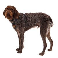 Ruffwear Front Range Brustgeschirr Moonlight Mountains Bunt M