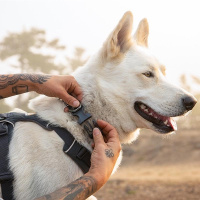 Ruffwear Halsband Front Range River Rock Green L