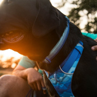 Ruffwear Halsband Front Range Coastal Fade M