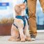 Dog Copenhagen Comfort Walk Pro V3 Geschirr Ocean Blue blau