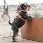 Dog Copenhagen Comfort Walk Pro V3 Geschirr Mocca braun