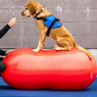 FitPAWS Peanut Balance Kissen 70cm gelb