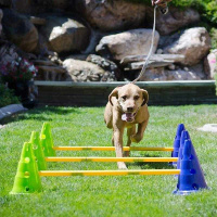 FitPAWS Canine Gym Dog Agility Kit Hürden-Set