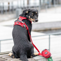 Dog Copenhagen Comfort Walk Pro V3 Geschirr  Purple Passion lila violett XS