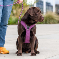 Dog Copenhagen Comfort Walk Pro V3 Geschirr  Purple Passion lila violett XS