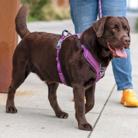 Dog Copenhagen Comfort Walk Pro V3 Geschirr  Purple Passion lila violett XS
