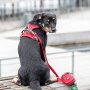 Dog Copenhagen Comfort Walk Pro V3 Geschirr  Orange Sun orange L