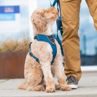 Dog Copenhagen Comfort Walk Pro V3 Geschirr  Classic Red rot XS