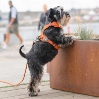 Dog Copenhagen Comfort Walk Pro V3 Geschirr  Classic Red rot XS