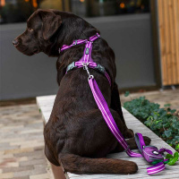 Dog Copenhagen Walk Harness Air Geschirr Mocca braun V3 S