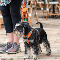 Dog Copenhagen Walk Harness Air Geschirr Orange Sun V3 S