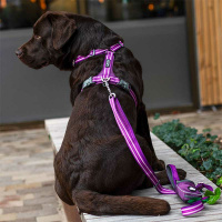 Dog Copenhagen Walk Harness Air Geschirr Orange Sun V3 M