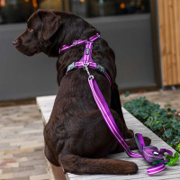 Dog Copenhagen Walk Harness Air Geschirr Classic rot V3 S