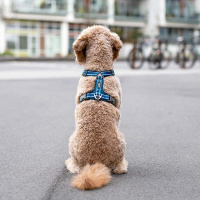 Dog Copenhagen Walk Harness Air Geschirr Hunting Grün V3 S