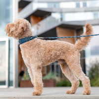 Dog Copenhagen Halsband Urban Explorer V3 Ocean Blau XS