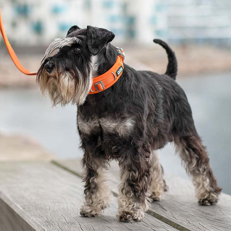 Dog Copenhagen Halsband Urban Explorer V3 Orange Sun S