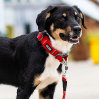 Dog Copenhagen Halsband Urban Explorer V3 Classic rot XS