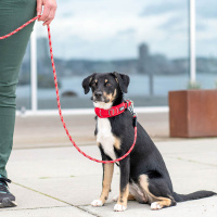 Dog Copenhagen Halsband Urban Explorer V3 Classic rot L/XL