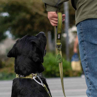 Dog Copenhagen Halsband Urban Style V3  Hunting Green grün M