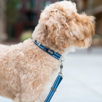 Dog Copenhagen Halsband Urban Style V3  Hunting Green grün M