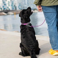 Dog Copenhagen Halsband Urban Style V3 Orange Sun L