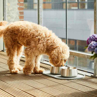 Dog Copenhagen Vega Bowl Futternapf Wassernapf Mint Green grün M/L