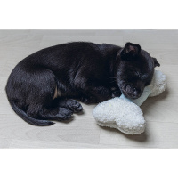 Beeztees Puppy Spielknochen RENDA Welpenspielzeug