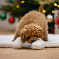 Beeztees Puppy Spielknochen RENDA Welpenspielzeug