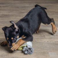 Beeztees Puppy Würfel+Seil KUBI Welpenspielzeug