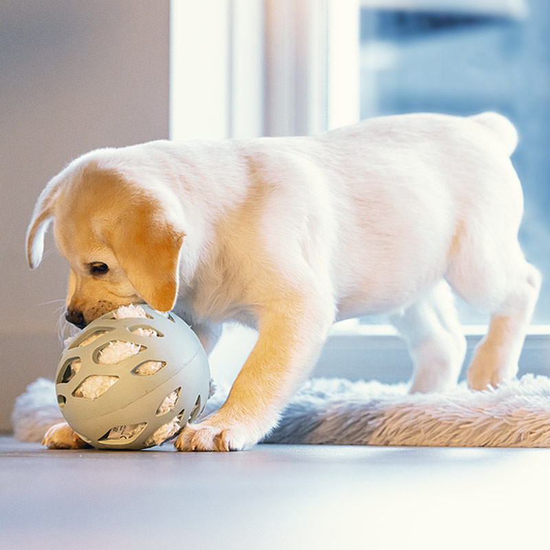 Beeztees Puppy Gummiball ODORO Welpenspielzeug