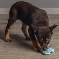 Beeztees Puppy GUM Dentalschnuller für Welpen GRÜN