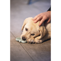 Beeztees Puppy GUM Dentalschnuller für Welpen GRÜN