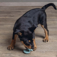 Beeztees Puppy GUM Dentalschnuller für Welpen PINK