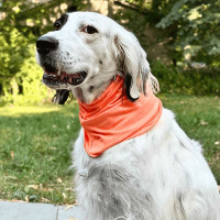 Goldpaw UV Sun Shield Snood Halstuch Sonnenschutz LSF 50+ pistazie grün M