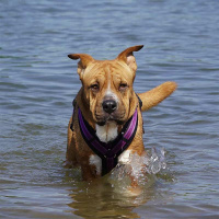 AnnyX Brustgeschirr Hundegeschirr Fun in Wildflieder