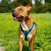 AnnyX Brustgeschirr Hundegeschirr Fun in Vergissmeinnicht XXS Steg lang 19,5cm