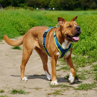 AnnyX Brustgeschirr Hundegeschirr Fun in Vergissmeinnicht XS Steg kurz 16,5