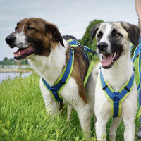 AnnyX Brustgeschirr Hundegeschirr Fun in Vergissmeinnicht XL Steg kurz 35cm