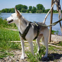 AnnyX Brustgeschirr Hundegeschirr FUN Gesamtübersicht