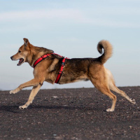 AnnyX Brustgeschirr Hundegeschirr FUN