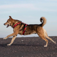 AnnyX Brustgeschirr Hundegeschirr Fun schwarz-rot XL