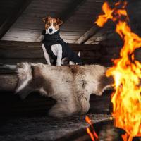 Rukka Pets Lucky Fleece Pullover in schwarz für Hunde