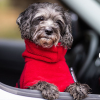 DryUp Trocken Cape Hundebademantel MINI für kleine Hunde 45cm Red Pepper-rot