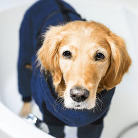 DryUp Body ZIP.FIT Hundebademantel mit Beinen STANDARD Marine-blau S 56cm