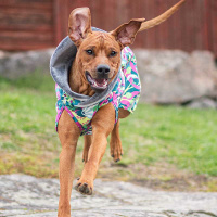 Pomppa Kevyt gefütterter Regenmantel mit Geschirröffnung NEUE Ausführung Trail 52