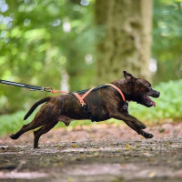 Non-stop dogwear Rush Harness Brustgeschirr Zuggeschirr Türkis Größe 2
