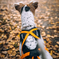 Non-stop dogwear Rush Harness Brustgeschirr Zuggeschirr Türkis Größe 3